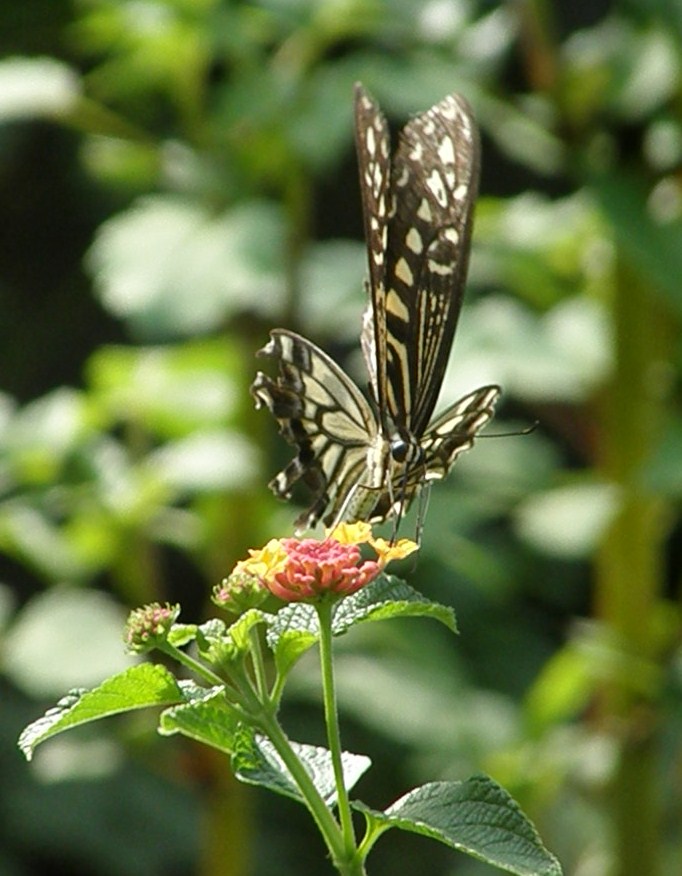 e0064158_032163.jpg
