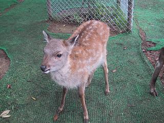 クロッカン＆フィナンシェ ♪_c0140863_22343172.jpg