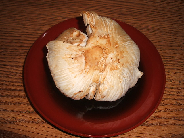 c0115366_2165939.jpg