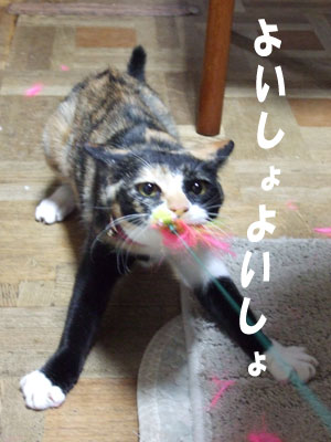 a0064067_235298.jpg