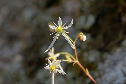 伊豆の島大文字草（イズノシマダイモンジソウ）_e0054067_23123025.jpg