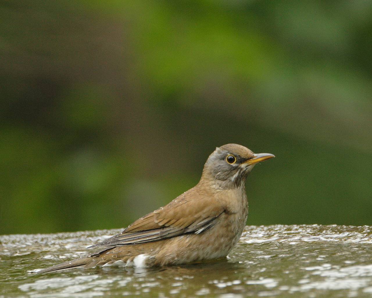 冬鳥シロハラ登場 可愛い野鳥の水浴びシーンの壁紙 Life With Birds 3