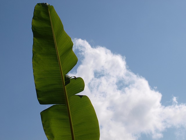 b0135573_16122646.jpg