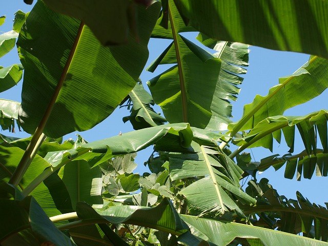 b0135573_168785.jpg