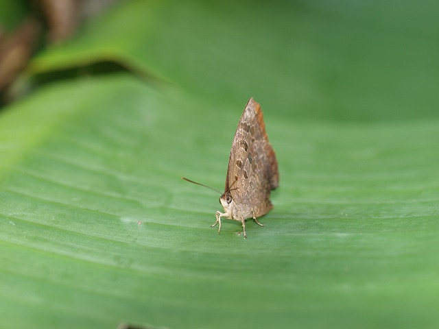 b0135573_1695573.jpg