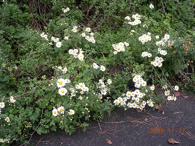 d0007475_19364037.jpg