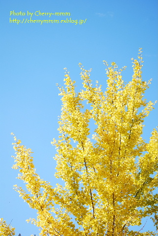 c0156789_20264745.jpg