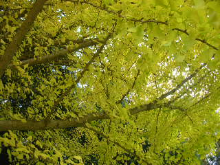 c0029190_15561888.jpg