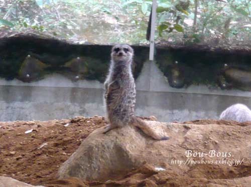 千葉市動物公園シリーズ？第３弾！_d0128697_15143621.jpg