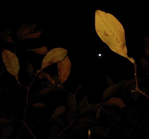 c0015099_2154030.jpg