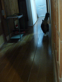 c0129702_21413624.gif