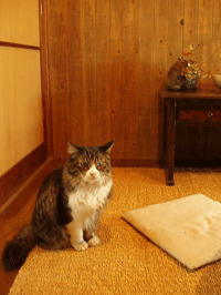 c0129702_21481493.gif
