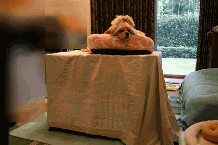 c0128303_9385070.gif
