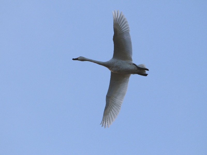 北穂高に来た白鳥達_e0103903_20281641.jpg