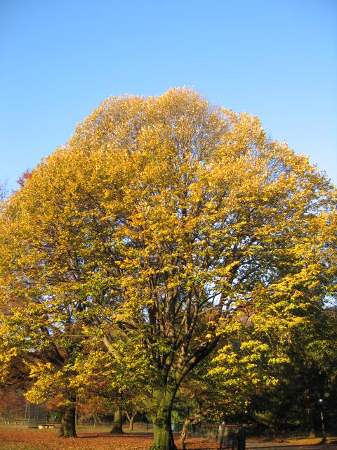 f0036409_11341612.jpg