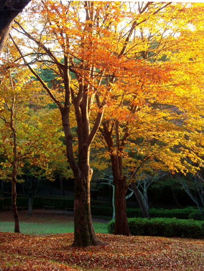 紅葉の宝が池_e0048413_23505974.jpg