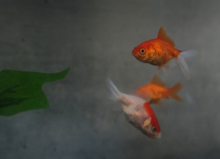 金魚_e0071035_16565587.jpg