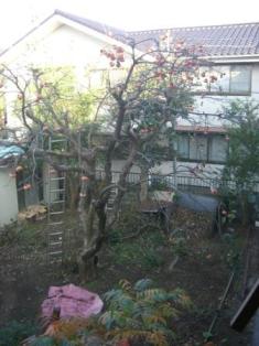 借景の柿の木☆_c0152341_14511354.jpg
