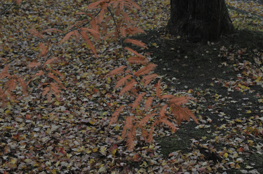 c0093046_743326.gif