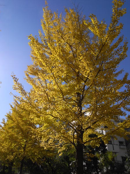 c0045352_17254731.jpg