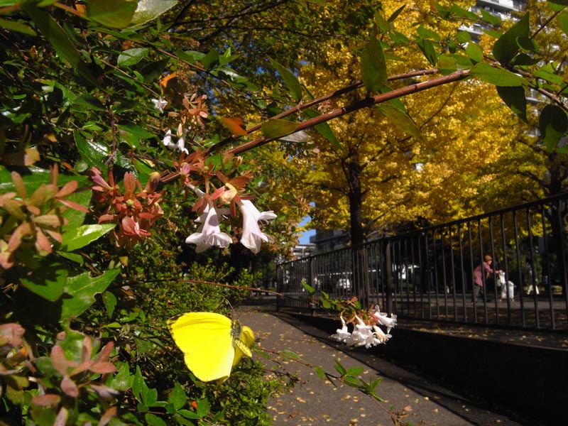 c0045352_1726850.jpg