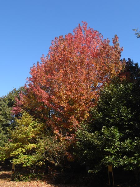 c0045352_17272921.jpg