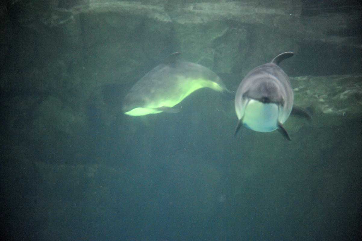 ほのぼのプール 動物園へ行こう ほのぼのプール 動物園へ行こう