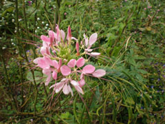 c0125356_057493.jpg