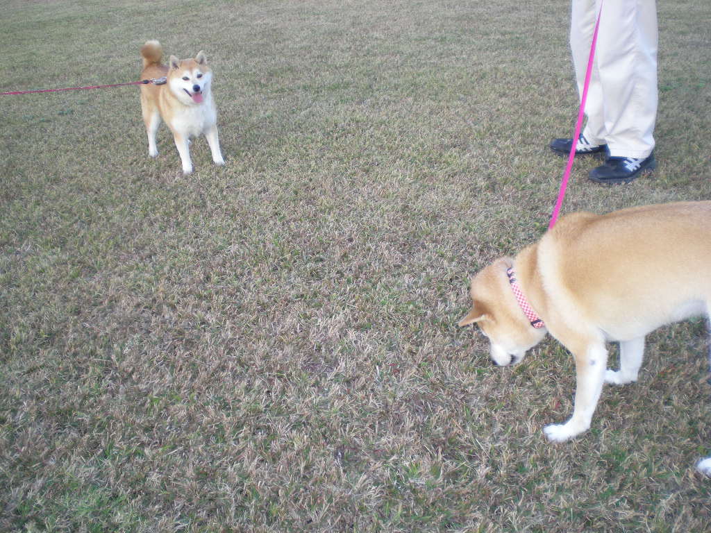 2008年11月13日(木)あっ、心ちゃんが危ない!_f0060461_18595928.jpg
