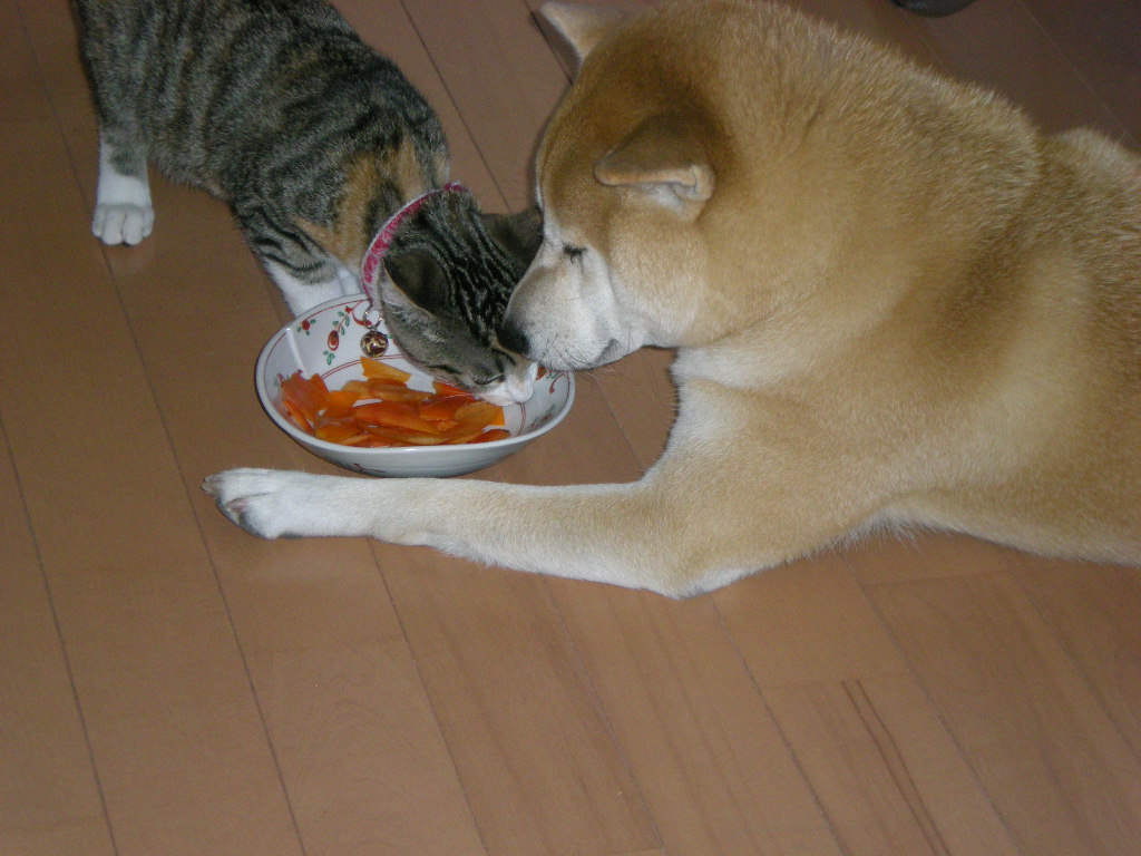 2008年11月13日(木)あっ、心ちゃんが危ない!_f0060461_1941945.jpg