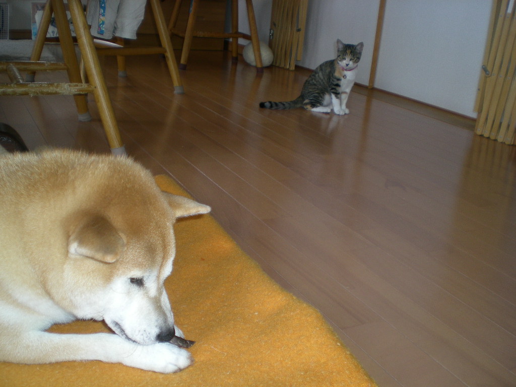 2008年11月13日(木)あっ、心ちゃんが危ない!_f0060461_195589.jpg