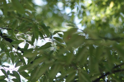 d0141365_2011360.jpg