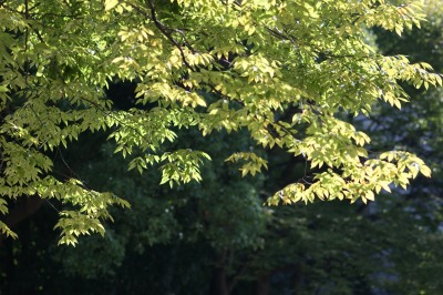 d0141365_2012150.jpg