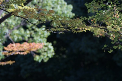 d0141365_2013530.jpg