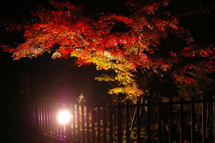 シリーズ：秋の利根川紀行―水源の森を訪ねて―第３回_c0014967_21124967.jpg