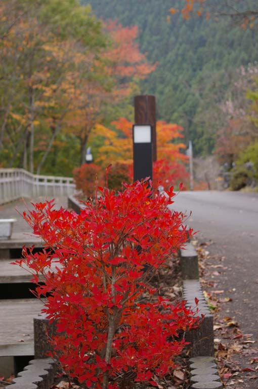 シリーズ：秋の利根川紀行―水源の森を訪ねて―第３回_c0014967_21185418.jpg
