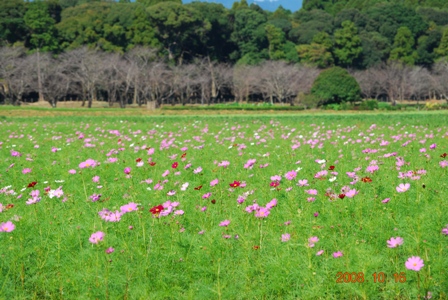 秋の西都原_f0189867_16303855.jpg