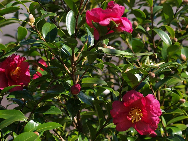 b0135573_15161147.jpg