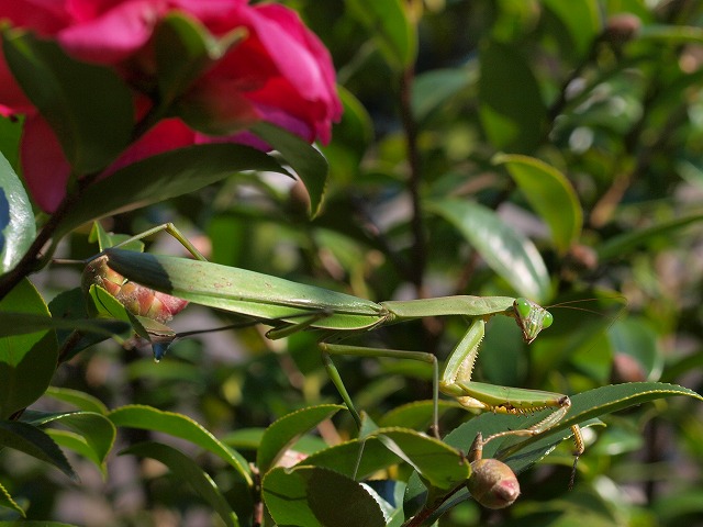 b0135573_15164752.jpg