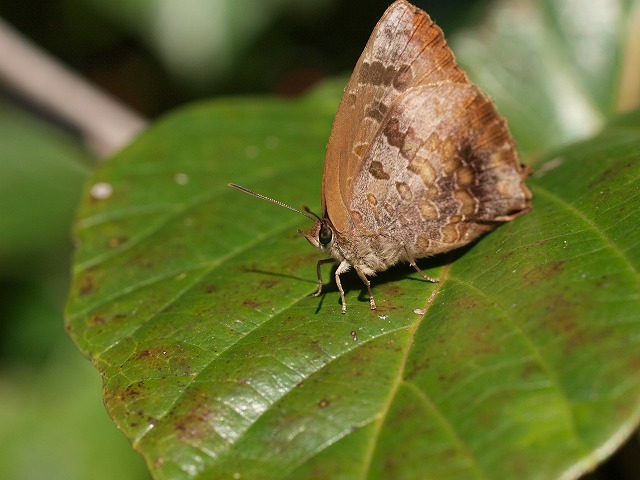 b0135573_1520860.jpg