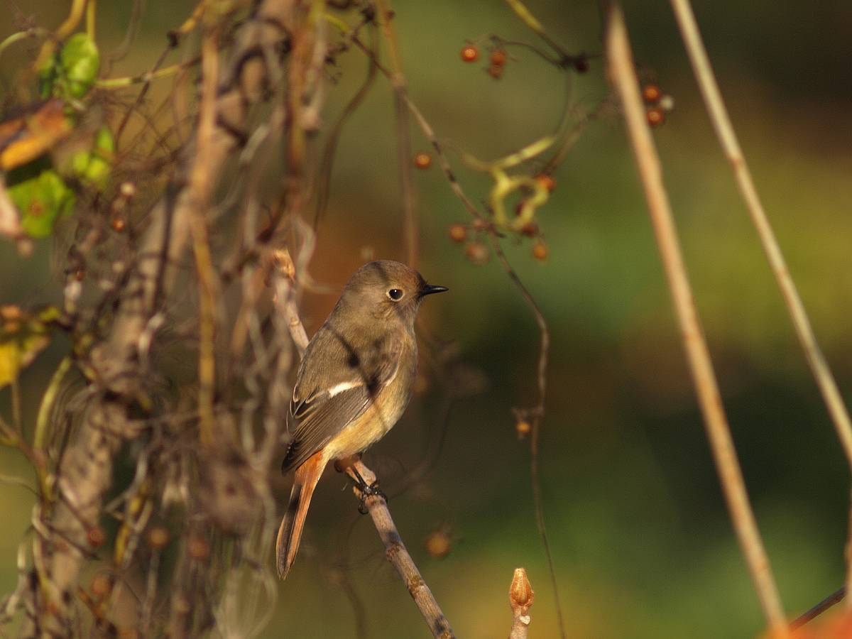 河川敷　秋の野鳥_a0073778_22312481.jpg