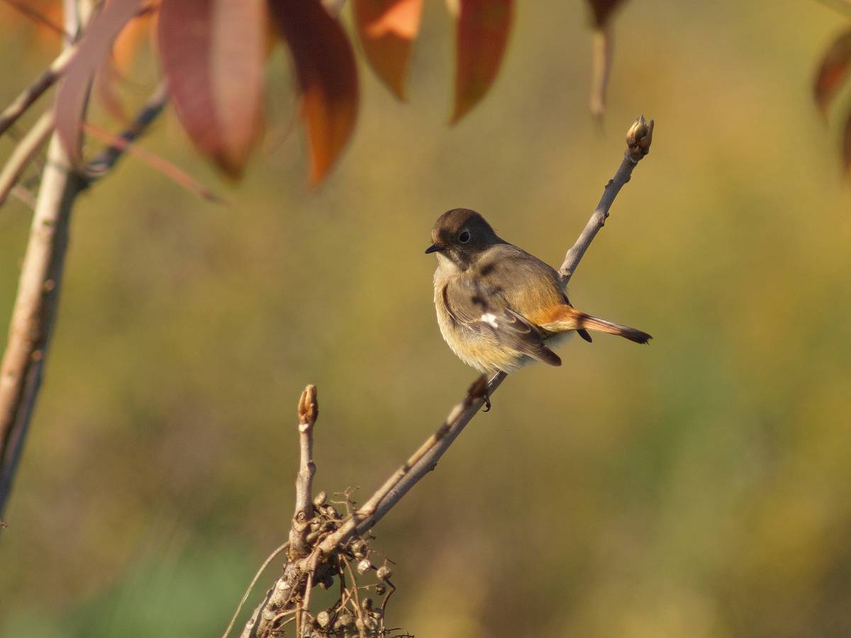 河川敷　秋の野鳥_a0073778_22323884.jpg