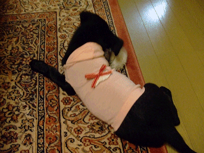 e0160787_22132993.gif