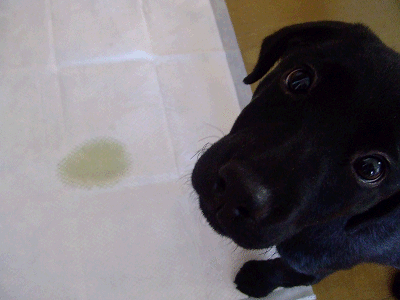 e0160787_2255288.gif