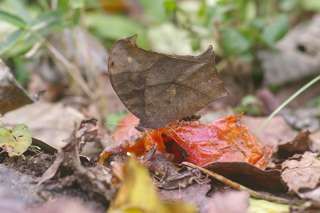 ■　成虫で越冬するチョウ　　　08.11.13　　　（ムラサキツバメ、テングチョウ、クロコノマチョウ）_e0070891_18374382.jpg