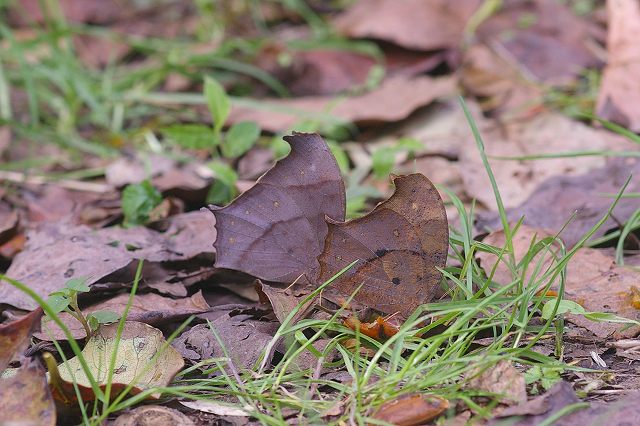 ■　成虫で越冬するチョウ　　　08.11.13　　　（ムラサキツバメ、テングチョウ、クロコノマチョウ）_e0070891_1838542.jpg