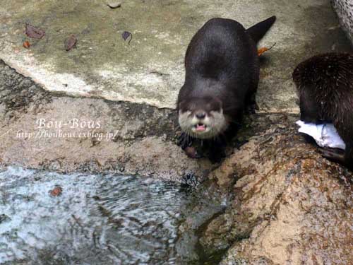 千葉市動物公園…第４弾♪_d0128697_1243186.jpg