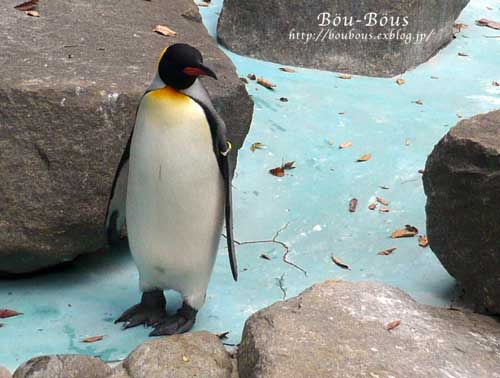 千葉市動物公園…第４弾♪_d0128697_1254672.jpg