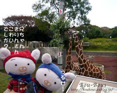 千葉市動物公園…第４弾♪_d0128697_1302131.jpg