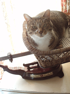 c0129702_13225226.gif
